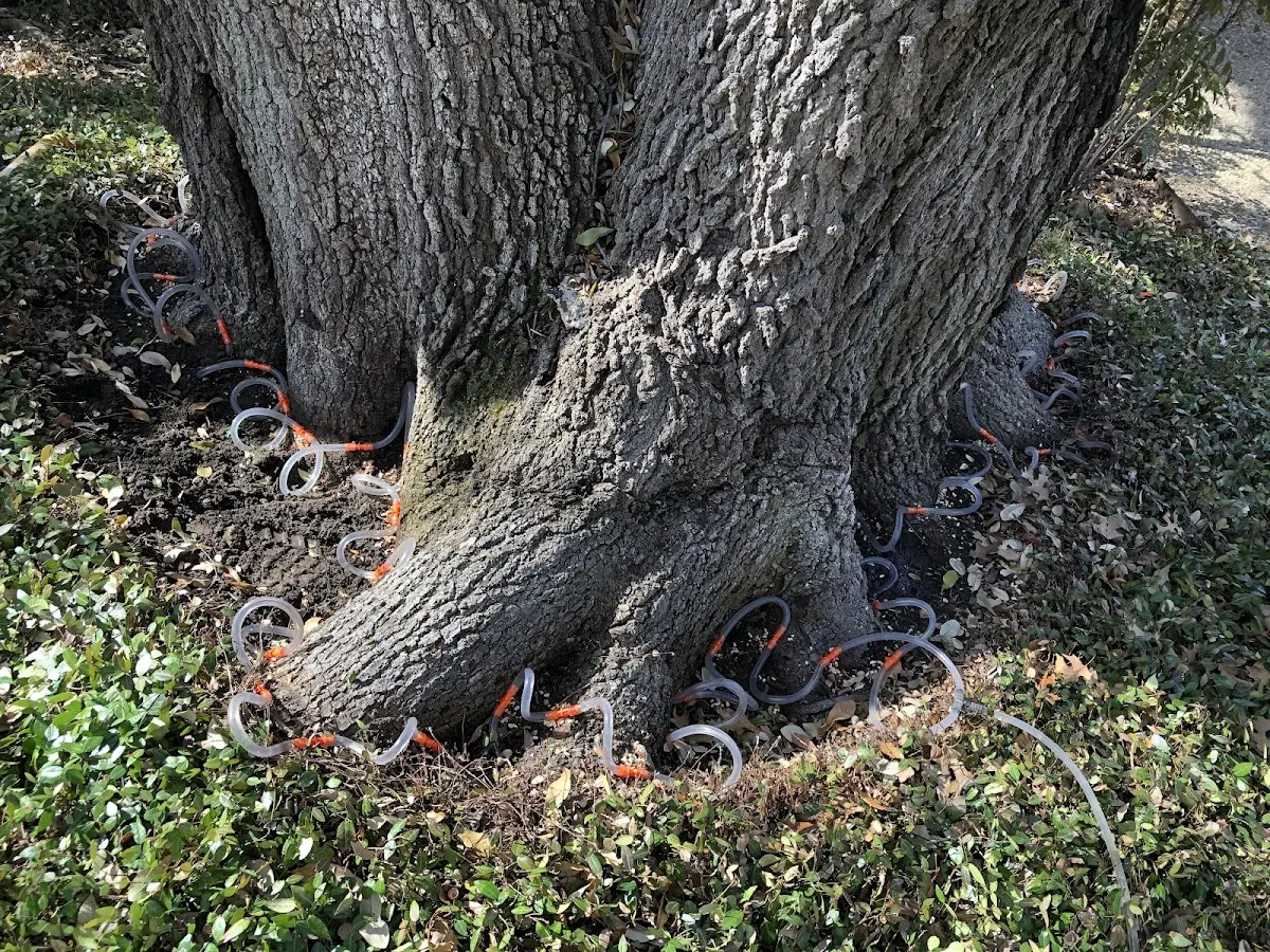 Detailed Tree Cabling and Bracing job site in Glendale