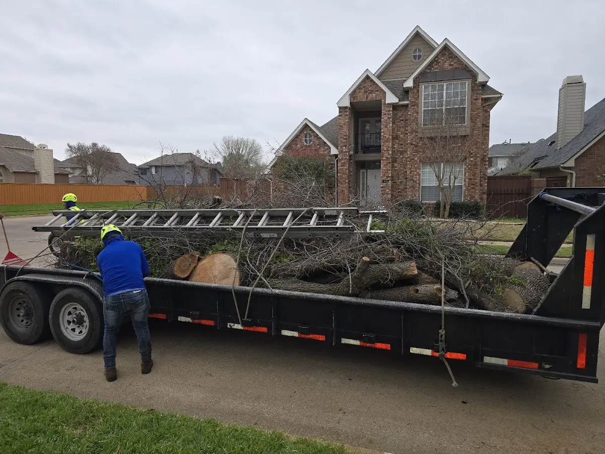 Expert Tree Pest Control with proper safety equipment in Glendale